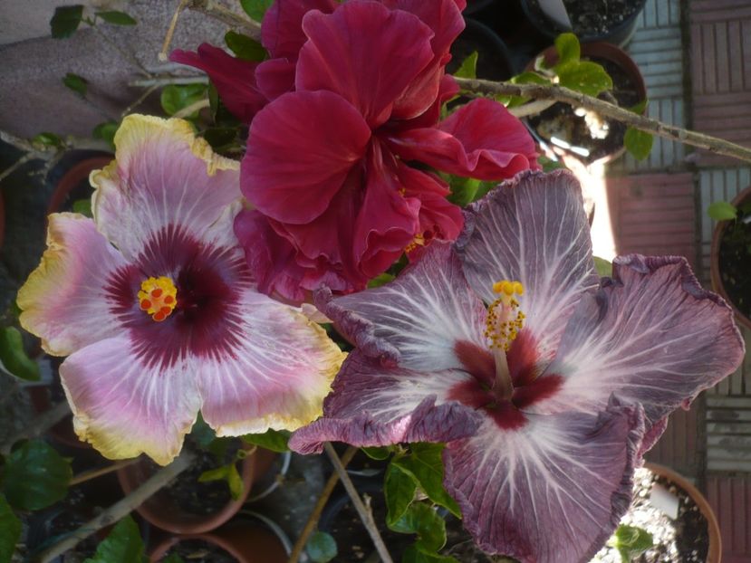 P1410601 - HIBISCUSI 2019-1