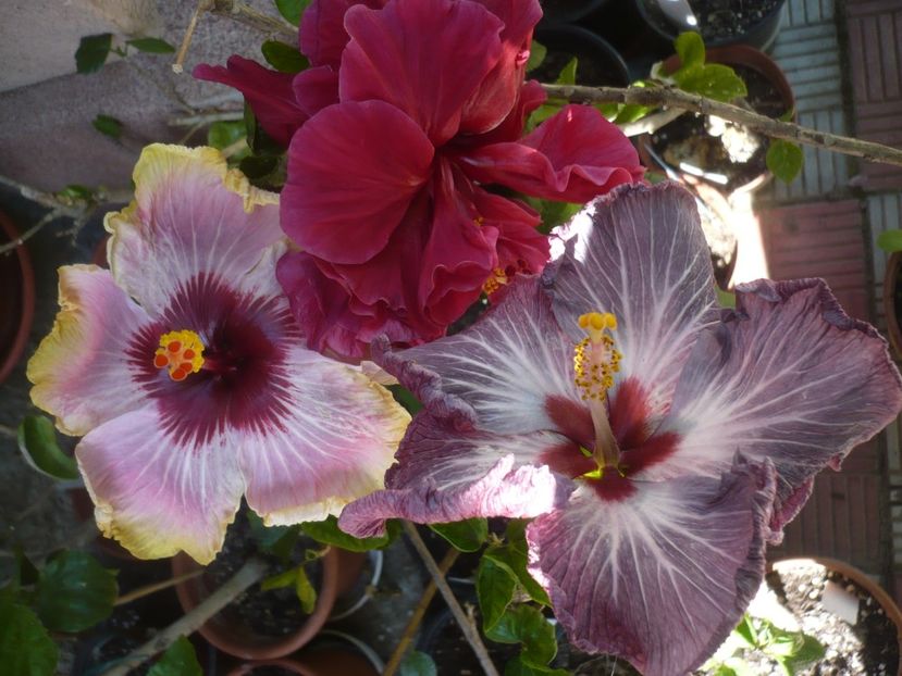 P1410602 - HIBISCUSI 2019-1