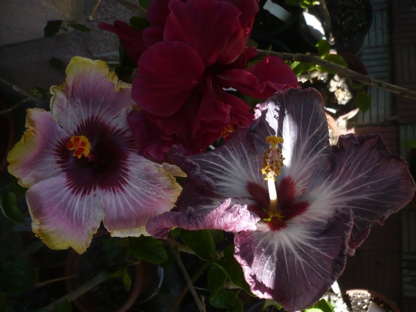 P1410603 - HIBISCUSI 2019-1