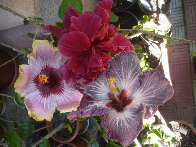 P1410604 - HIBISCUSI 2019-1