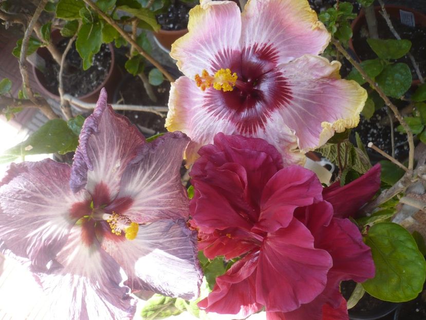 P1410605 - HIBISCUSI 2019-1