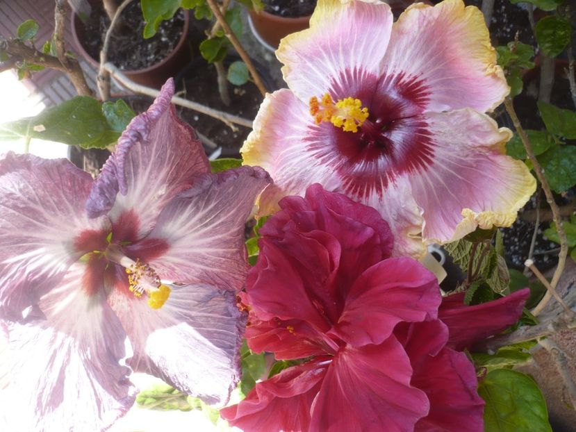 P1410606 - HIBISCUSI 2019-1