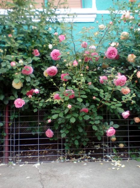 30 05 2019 - Jubilee Celebration