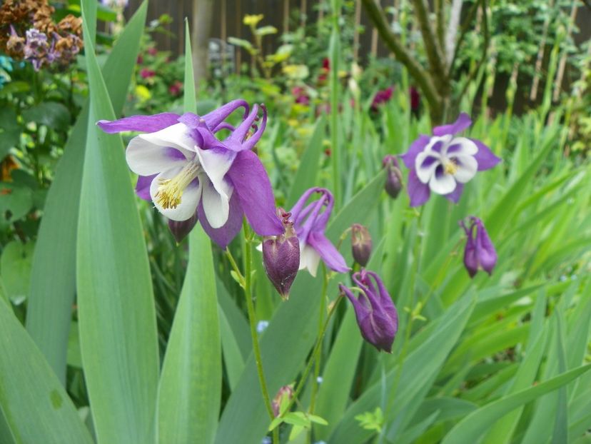 27 mai (14) - Aquilegia 2019