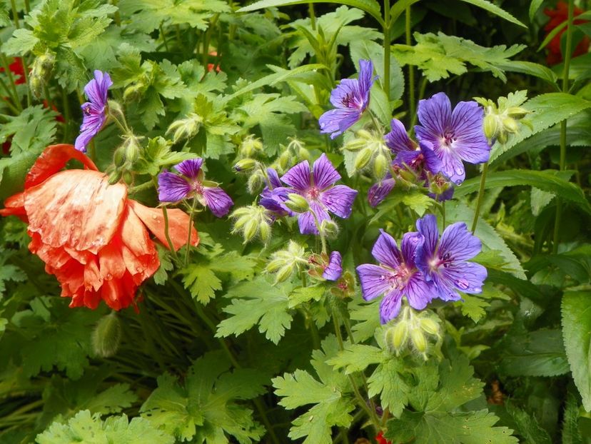 27 mai (8) - Geranium 2019
