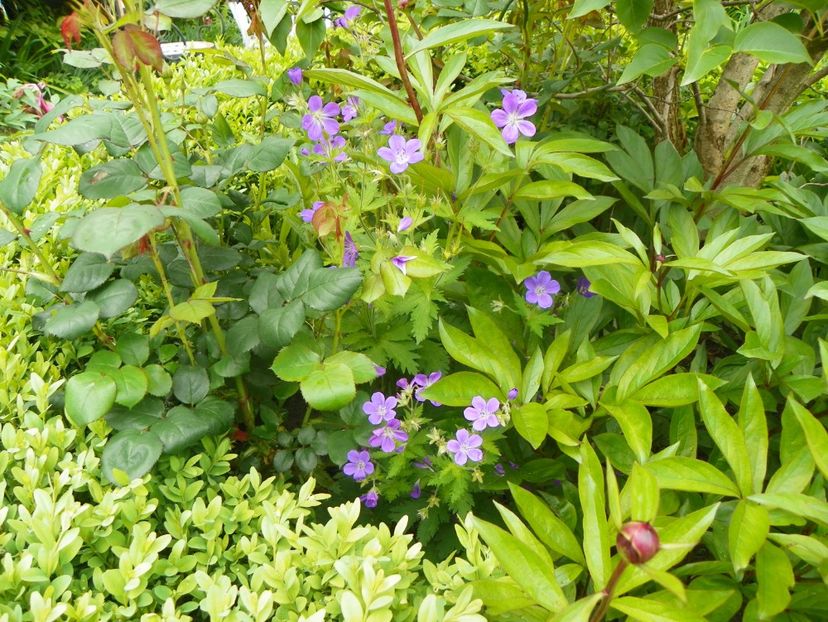 27 mai (15) - Geranium 2019