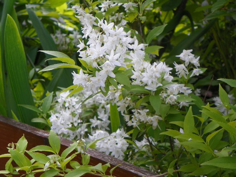 29 mai (33) - Copacei si arbusti 2019