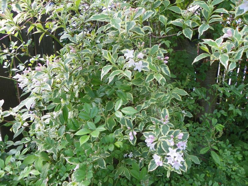 29 mai (114) - Copacei si arbusti 2019