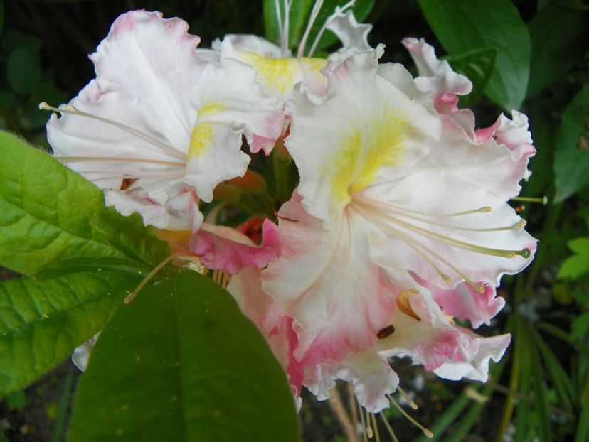 azalea Cannons Double ?? - Copacei si arbusti 2019