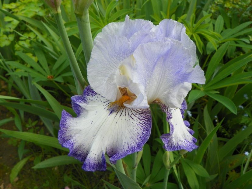 29 mai (12) - Irisi 2019