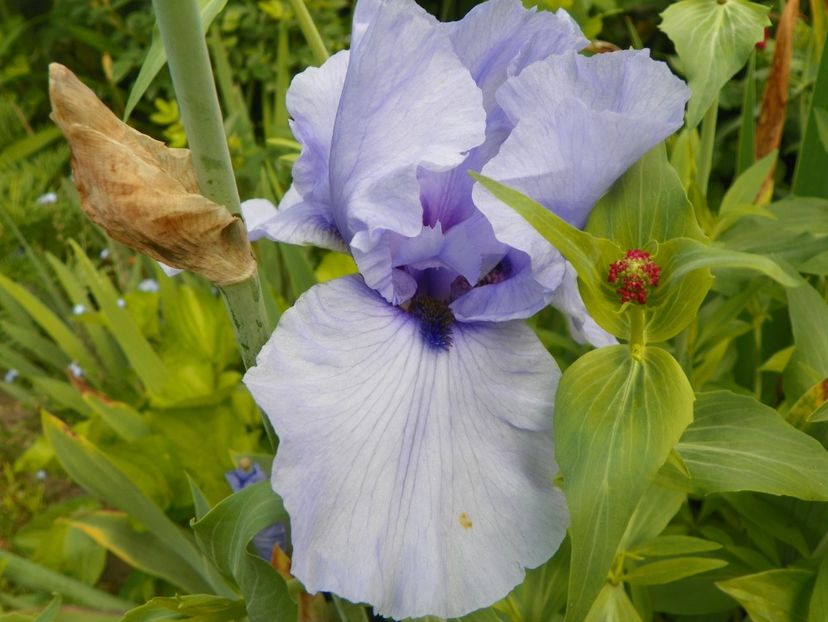 29 mai (17) - Irisi 2019