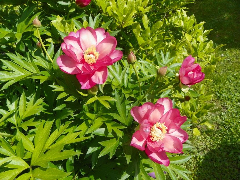 Julia Rose - Bujori arbustivi si itoh 2019