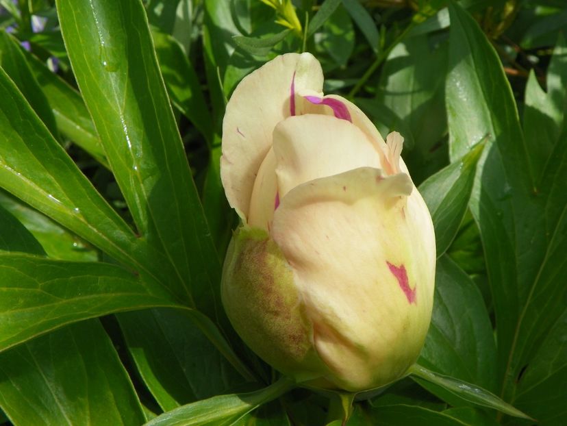 Lemon Dream - Bujori arbustivi si itoh 2019