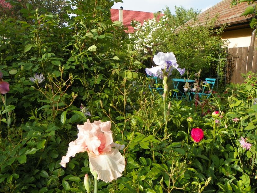 29 mai (49) - Irisi 2019