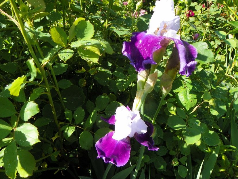 29 mai (54) - Irisi 2019