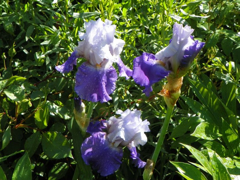29 mai (56) - Irisi 2019