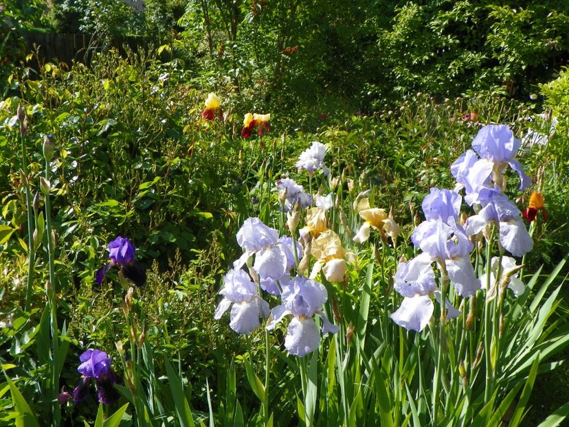 29 mai (59) - Irisi 2019