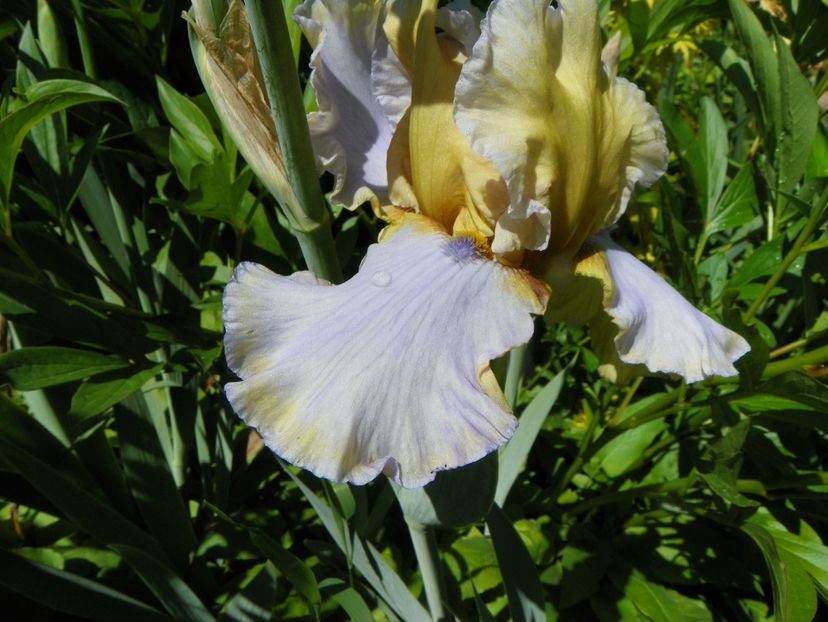 29 mai (64) - Irisi 2019