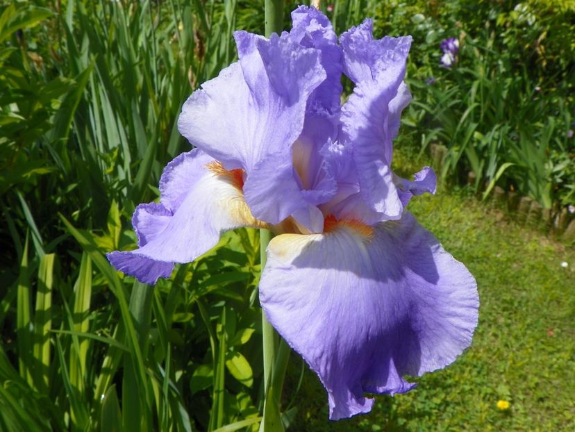 Grecian Skies - Irisi 2019