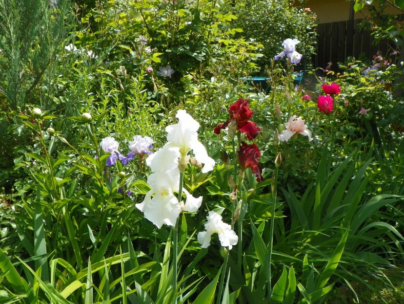 29 mai (104) - Irisi 2019