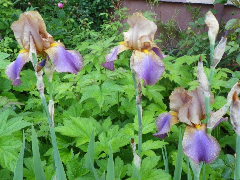 29 mai (136) - Irisi 2019