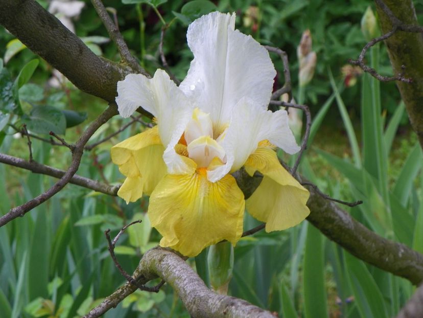 29 mai (138) - Irisi 2019