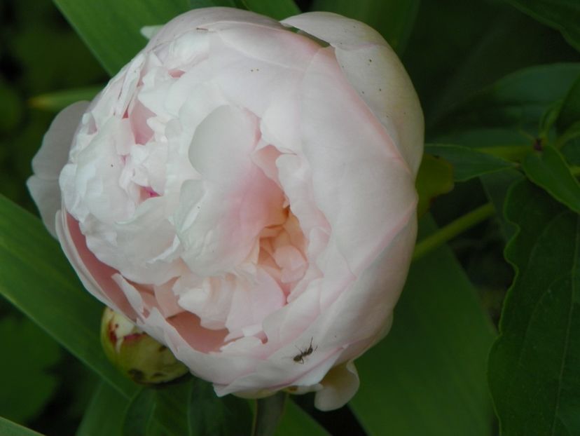 Blush Queen - Bujori 2019