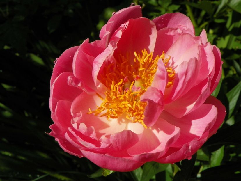 Coral Supreme - Bujori 2019