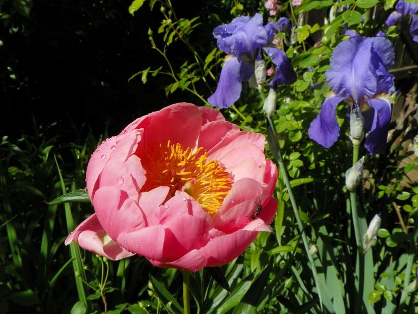 Coral Supreme - Bujori 2019