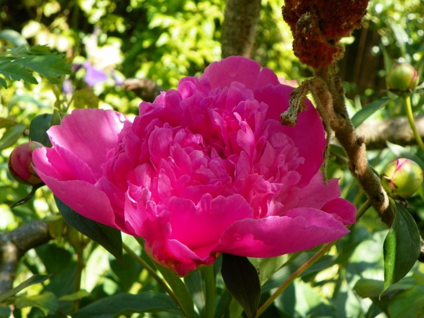 Edulis Superba - Bujori 2019