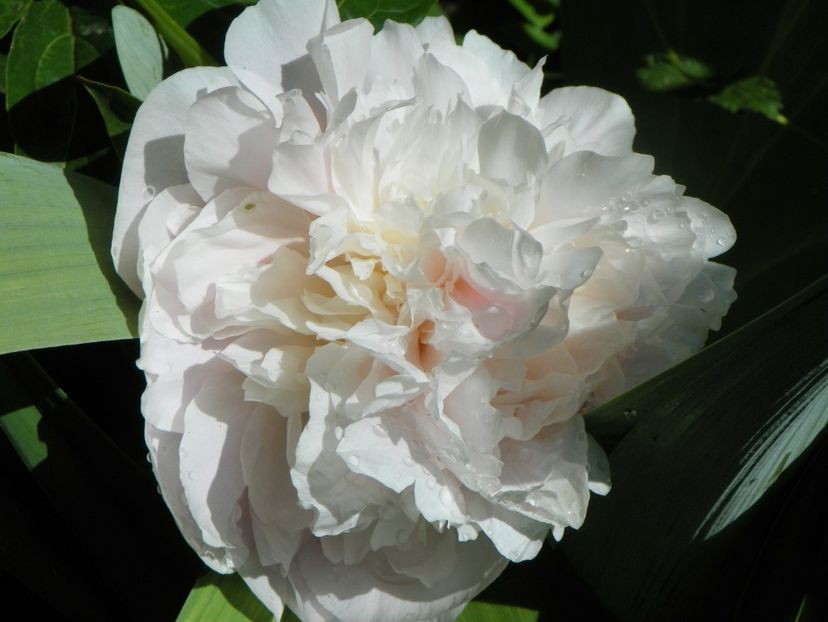 Blush Queen - Bujori 2019