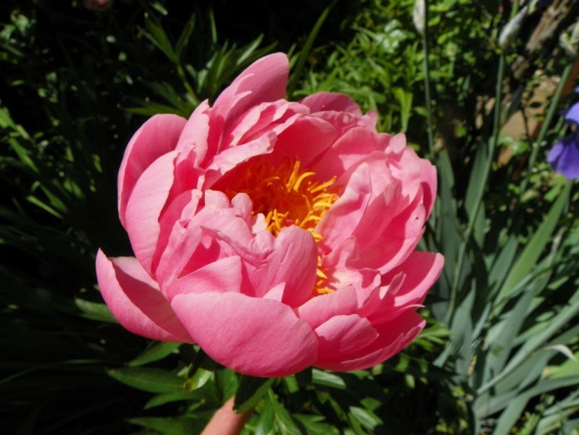 Coral Supreme - Bujori 2019