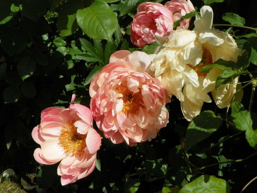 Coral Charm - Bujori 2019