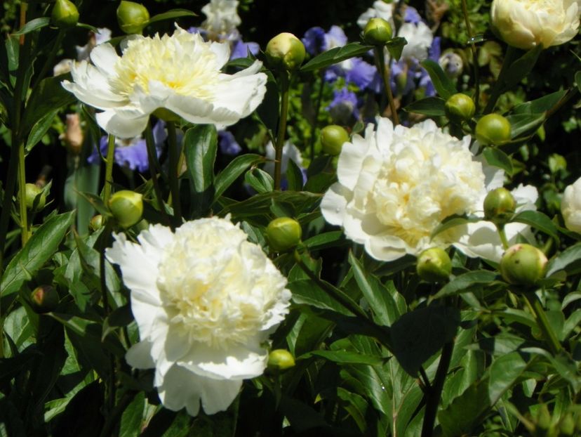 Charlie's White - Bujori 2019