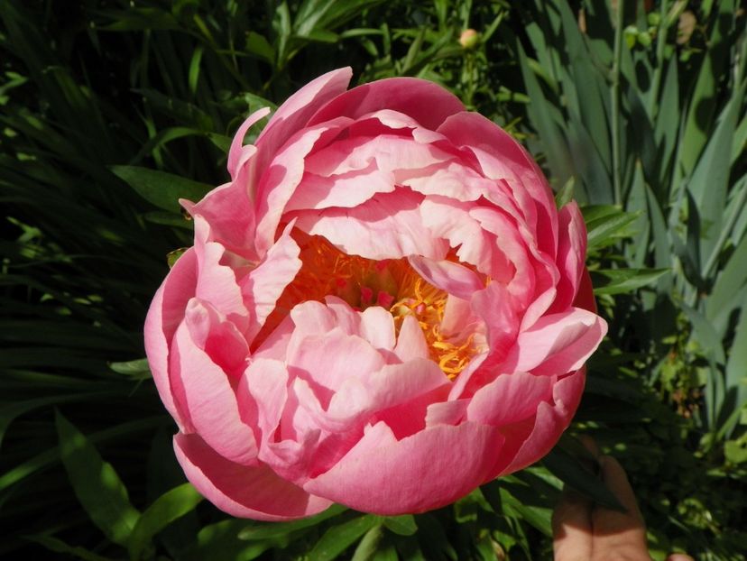 Coral Supreme - Bujori 2019