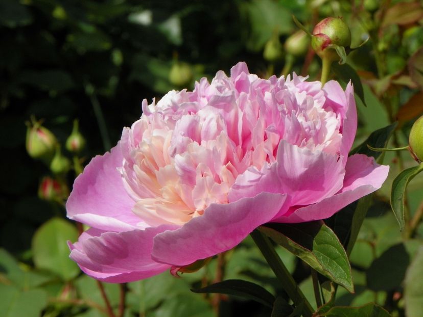 Sorbet - Bujori 2019