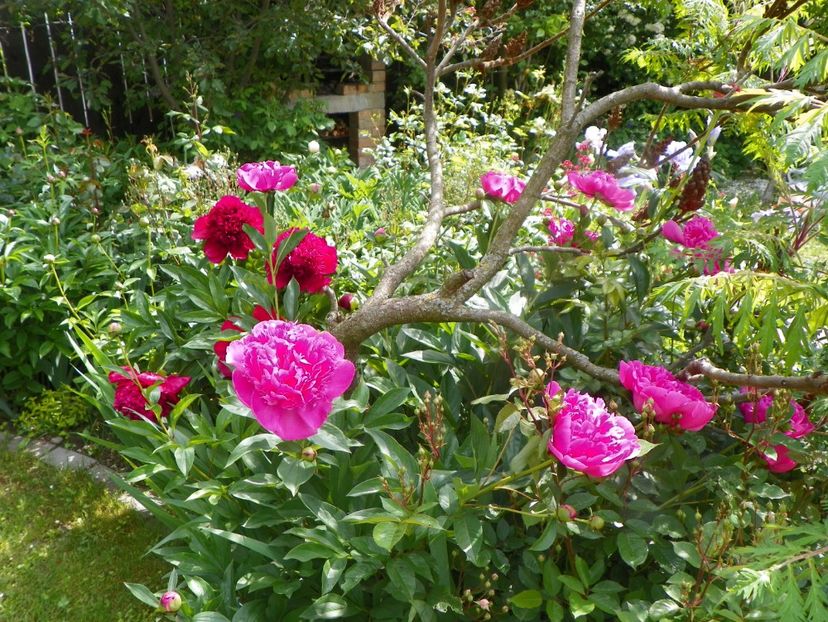 Edulis Superba si Red Charm - Bujori 2019