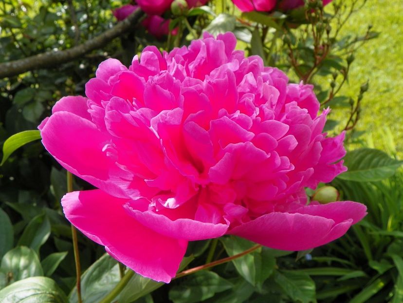 Edulis Superba - Bujori 2019
