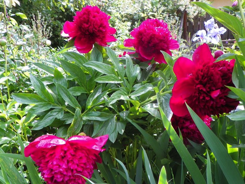 Red Charm - Bujori 2019