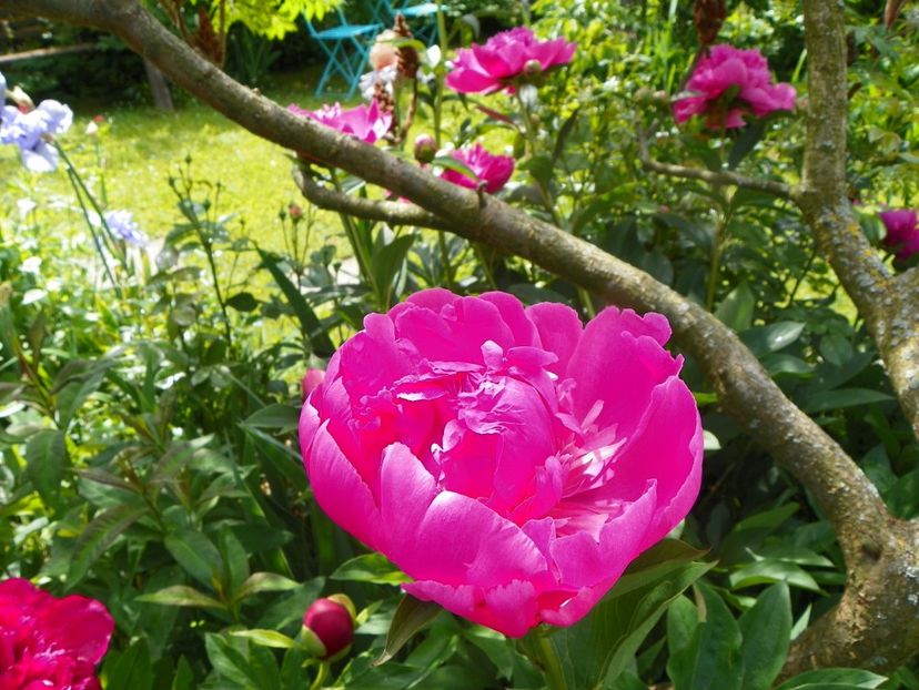 Edulis Superba - Bujori 2019