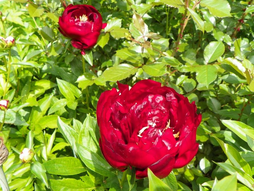 Buckeye Belle - Bujori 2019