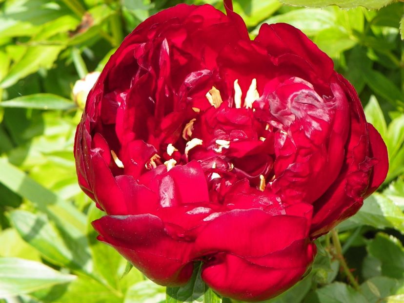 Buckeye Belle - Bujori 2019