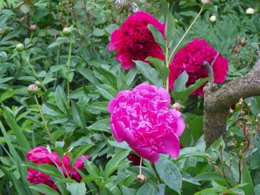 Edulis Superba si Red Charm - Bujori 2019