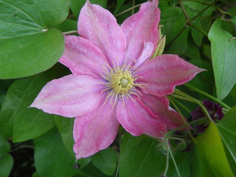 29 mai (8) - Clematite 2019