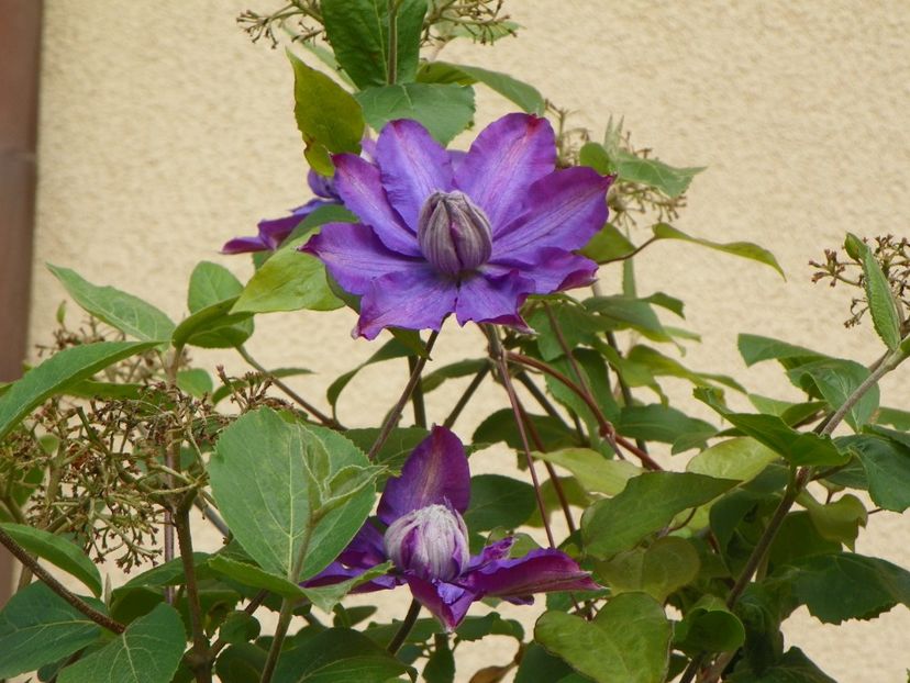 29 mai (21) - Clematite 2019
