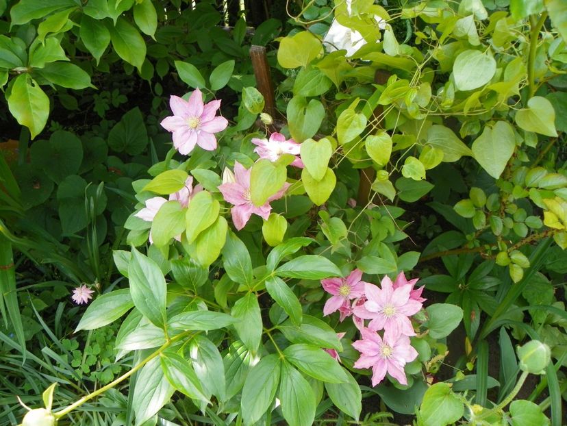 29 mai (101) - Clematite 2019