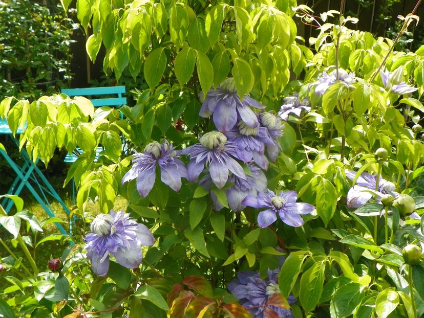 29 mai (121) - Clematite 2019