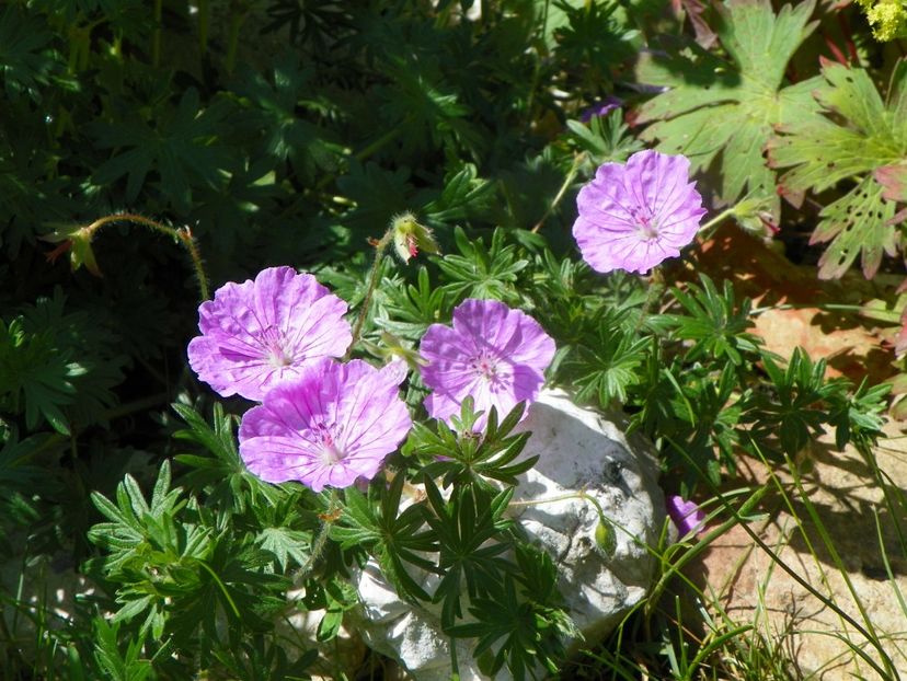 29 mai (71) - Geranium 2019