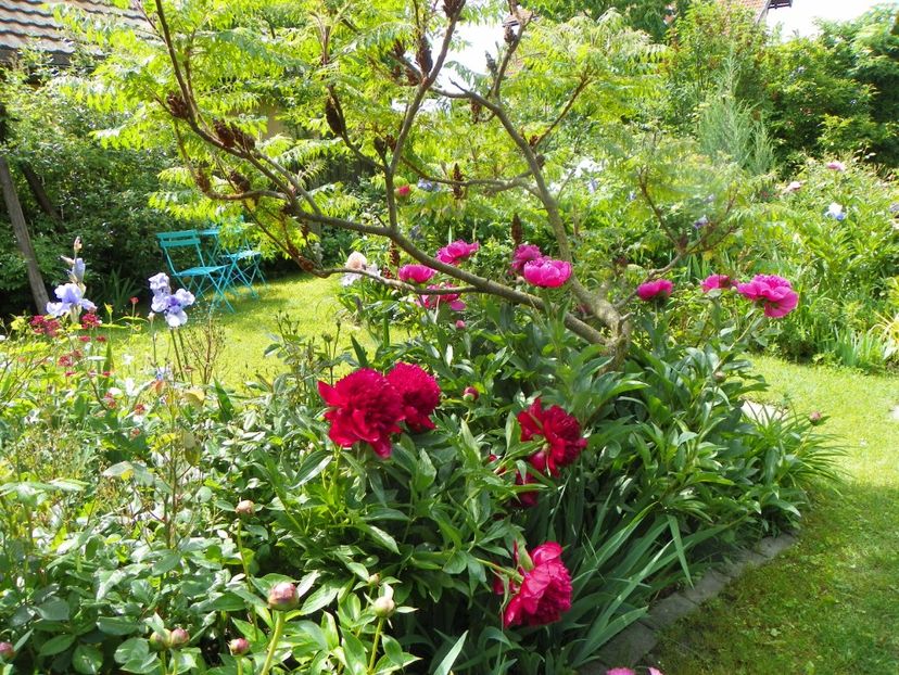 29 mai (97) - Gradina 2019