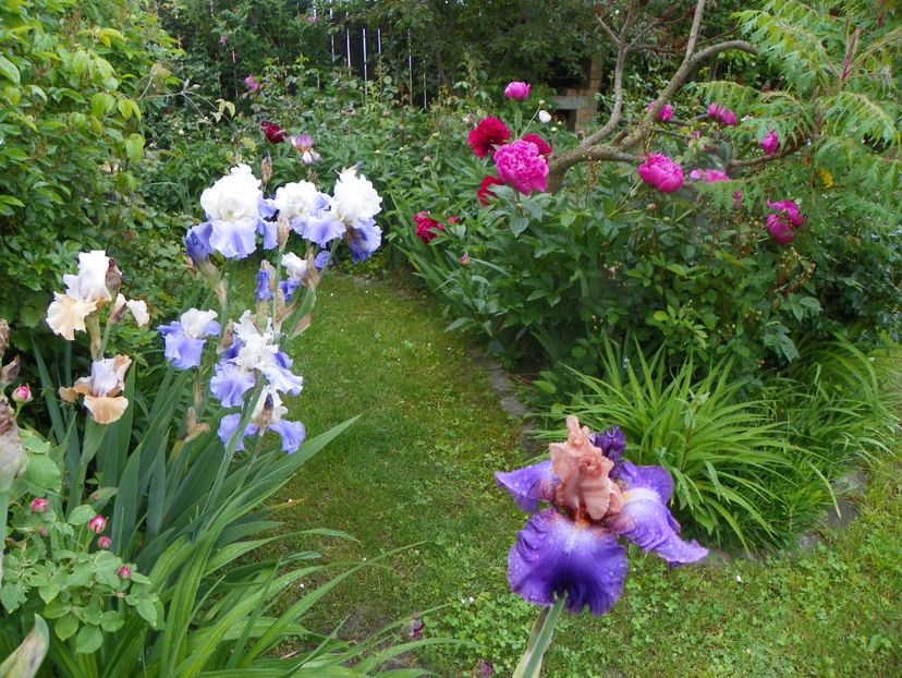 29 mai (139) - Gradina 2019